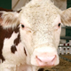 Illustration for article titled Livestock Happiest, Healthiest Attendees Of State Fair